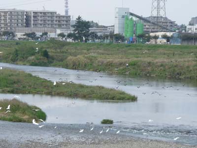 調査写真 多摩川石田大橋 浅川合流点