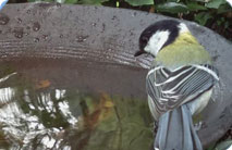 #バードバスウォッチ