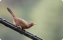 外来鳥ウォッチ