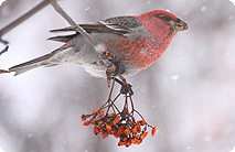 全国鳥類越冬分布調査